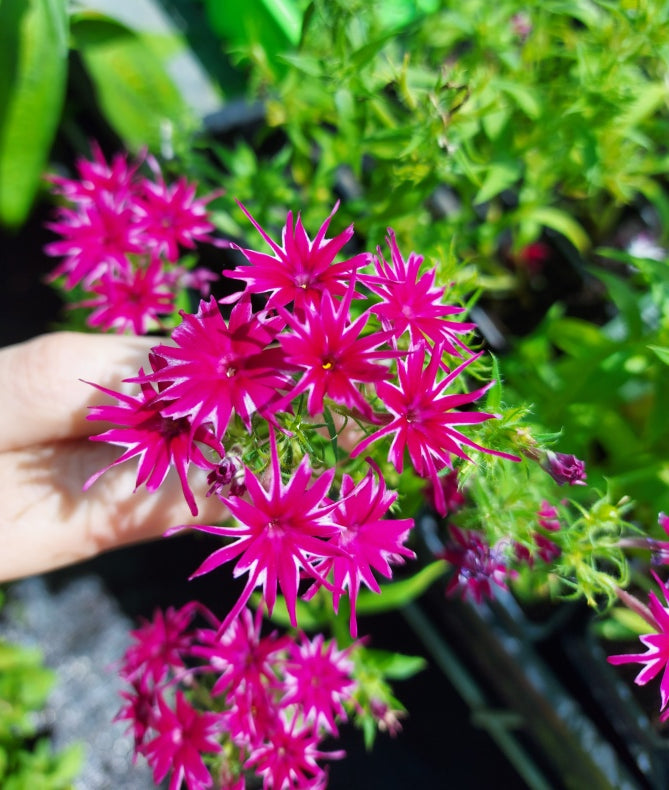 STAR PHLOX 'Tall Mix' seeds