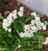 SEA LAVENDER / STATICE 'Iceberg White' seeds