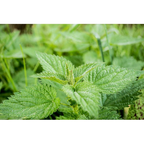 STINGING NETTLE - Boondie Seeds