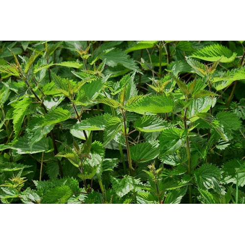 STINGING NETTLE - Boondie Seeds