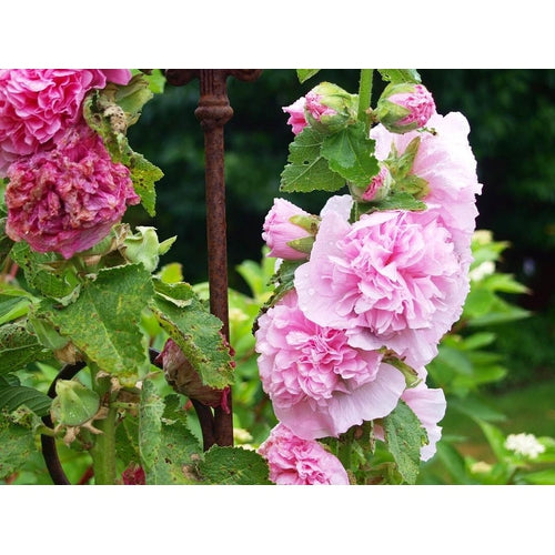 HOLLYHOCK 'Chaters Double Mix' - Boondie Seeds