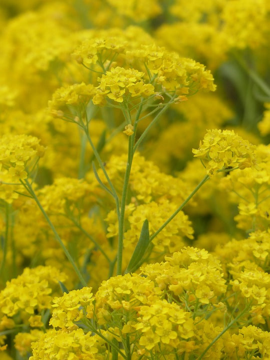 ALYSSUM 'Gold' seeds