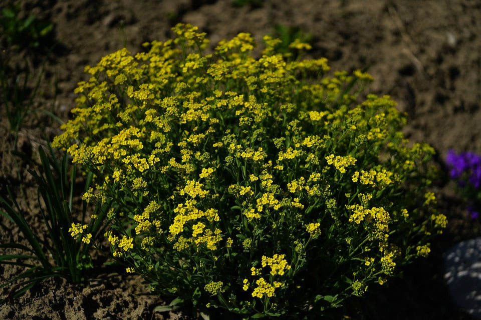 ALYSSUM 'Gold' seeds