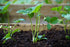 STRAWBERRY RUNNERS / Plant