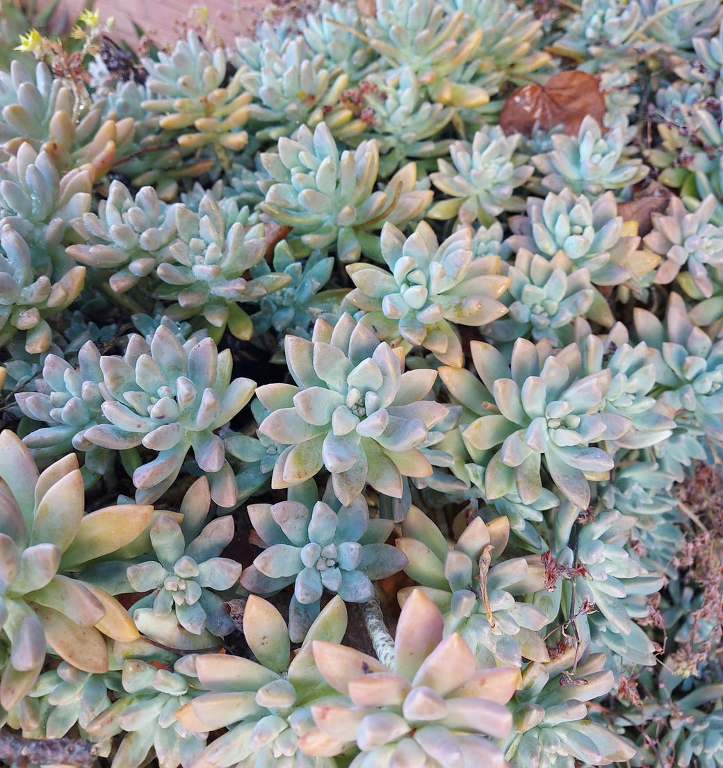 GRAPTOSEDUM 'Francesco Baldi' SUCCULENT *Plant*