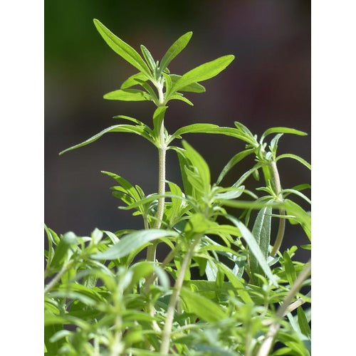 SUMMER SAVORY - Boondie Seeds