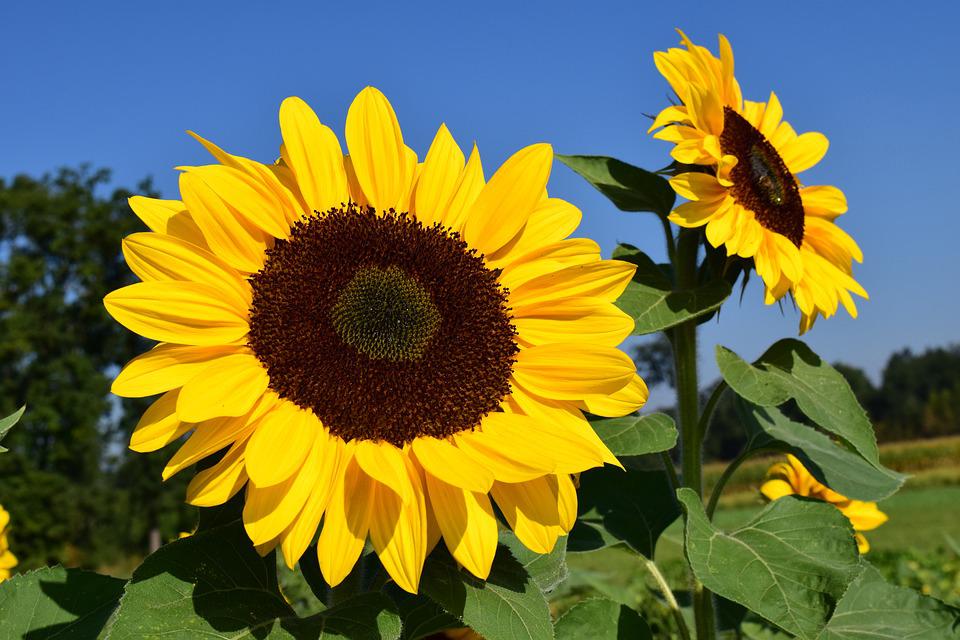 SUNFLOWER 'Matilda' *POLLENLESS* *GOOD FOR POTS* seeds