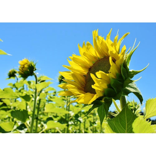 SUNFLOWER 'Mongolian Giant' - Boondie Seeds