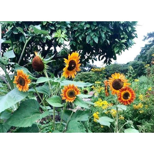 SUNFLOWER 'Evening Sun' - Boondie Seeds