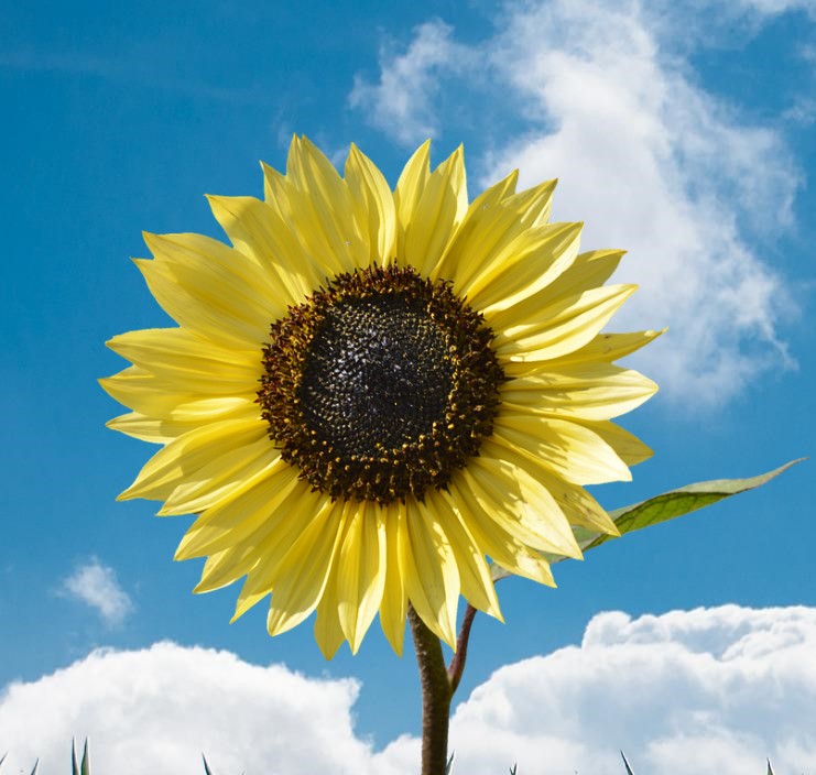 SUNFLOWER 'Lemon Bling' *Dwarf* seeds