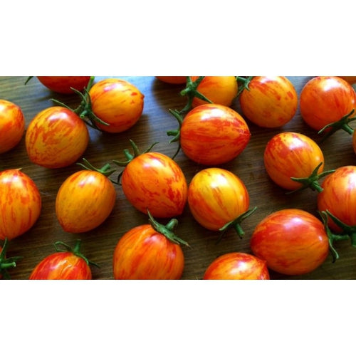 TOMATO 'Orange Sunrise Bumble Bee' - Boondie Seeds