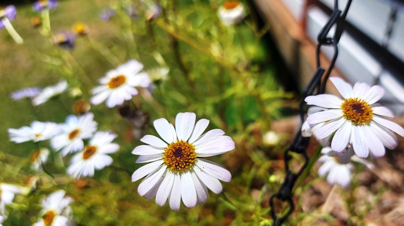 SWAN RIVER DAISY / BRACHYSCOME 'White Splendour' *NATIVE* seeds