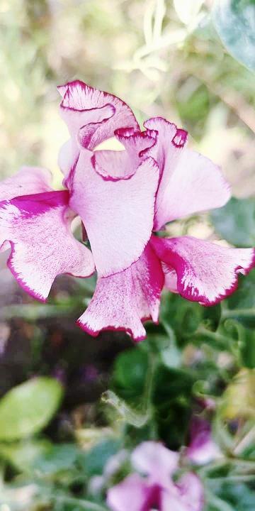 SWEET PEA 'Pink Streamer' seeds