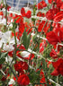 SWEET PEA 'Crimson' seeds