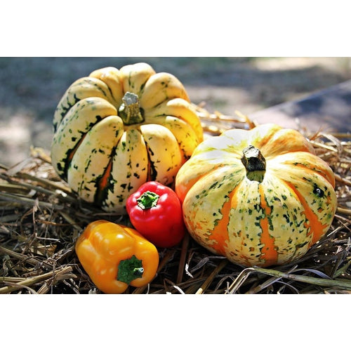 WINTER SQUASH 'Sweet Dumpling' / PUMPKIN - Boondie Seeds