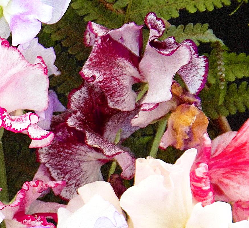 SWEET PEA 'Chocolate Streamer' seeds