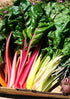 SILVERBEET / RAINBOW CHARD 'Vibrance' seeds