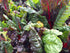 SILVERBEET / RAINBOW CHARD 'Vibrance' seeds