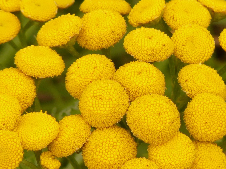 TANSY / Tanacetum vulgare seeds