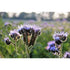 LACY PHACELIA / BLUE TANSY - Boondie Seeds