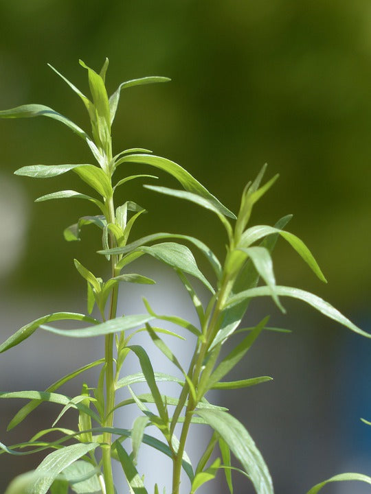 TARRAGON - Mexican / SWEET MACE / MEXICAN MARIGOLD seeds