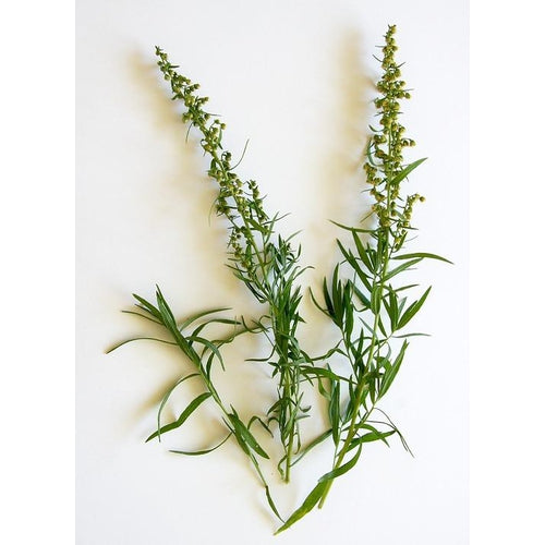 TARRAGON 'Russian' - Boondie Seeds