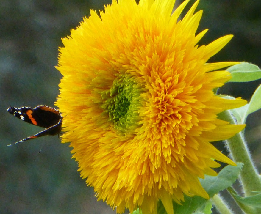 SUNFLOWER 'Teddy Bear' seeds