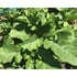 TEXSEL GREENS / Ethiopian Mustard - Boondie Seeds