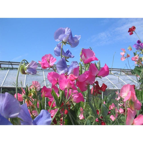 SWEET PEA 'Mix' - Boondie Seeds