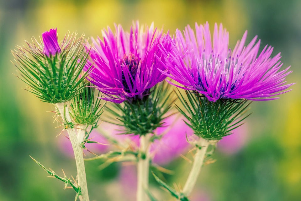 Milk Thistle / 	Silybum marianum seeds