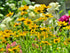 COREOPSIS / TICKSEED 'Mayfield Giants' seeds