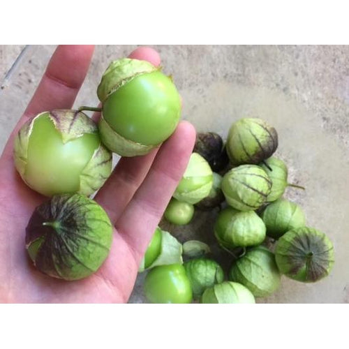 TOMATILLO 'Verde Puebla' - Boondie Seeds