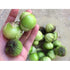 TOMATILLO 'Verde Puebla' - Boondie Seeds