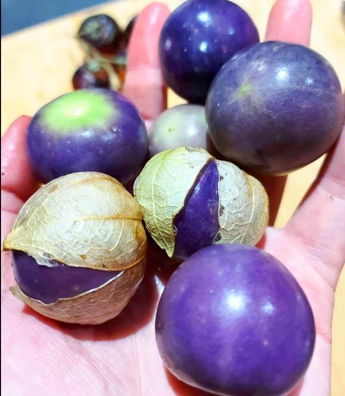 TOMATILLO 'Michoacan Purple' seeds – Boondie Seeds