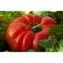 TOMATO 'Rouge De Marmande' - Boondie Seeds