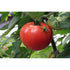 TOMATO 'Graf Zepplin' - Boondie Seeds