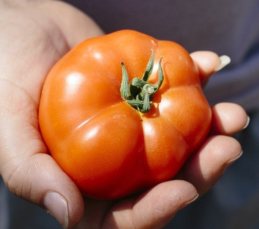 TOMATO 'Stuffing' seeds