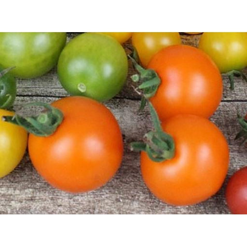 TOMATO 'JUANNE FLAMME' - Boondie Seeds