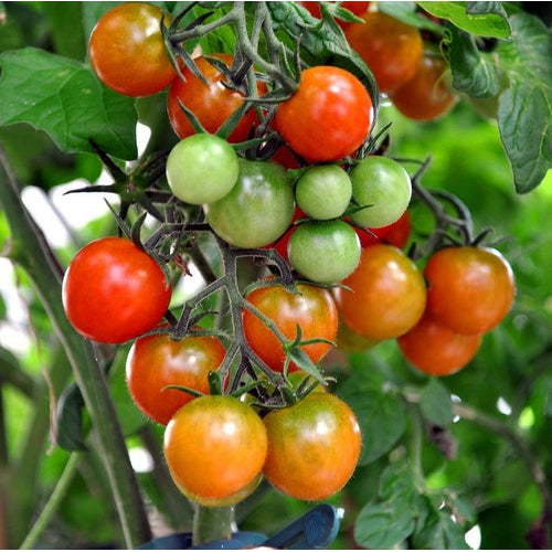 TOMATO 'Tiny Tim' - Boondie Seeds