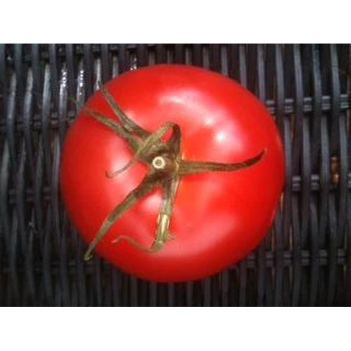 TOMATO 'Swift' - Boondie Seeds