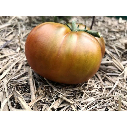 TOMATO 'Tasmanian Chocolate' - Boondie Seeds