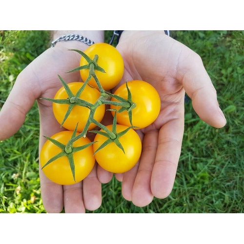 TOMATO 'Golden Sunrise' - Boondie Seeds