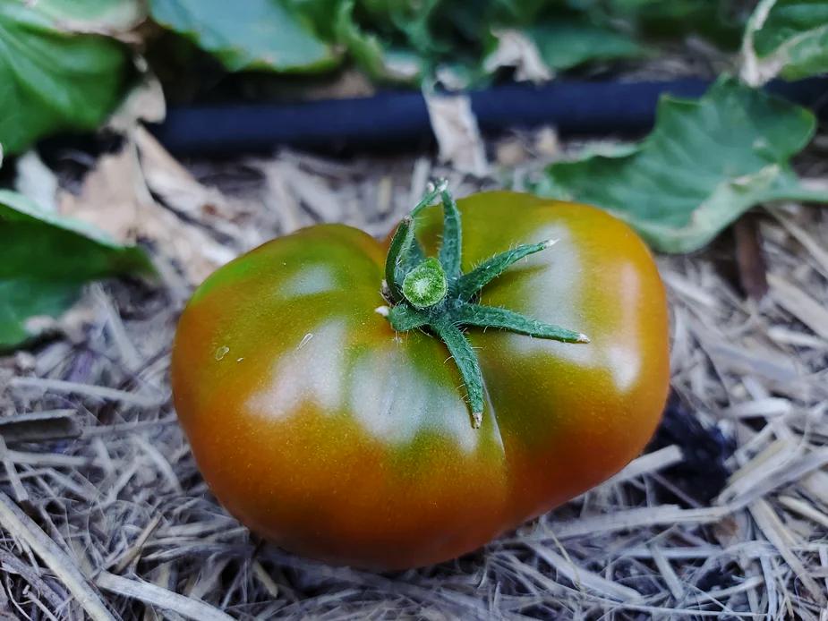 TOMATO 'Black Krim' seeds