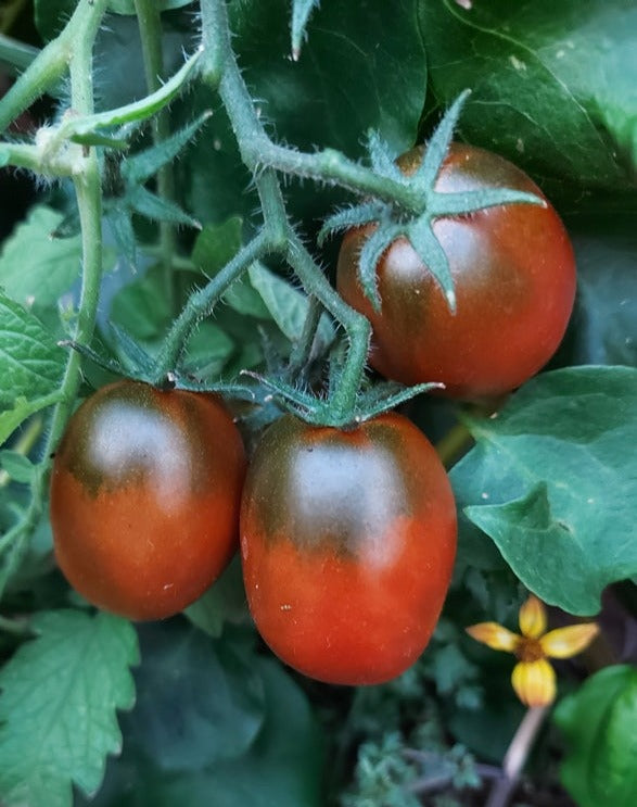 TOMATO 'Chocolate Cherry Roma' seeds