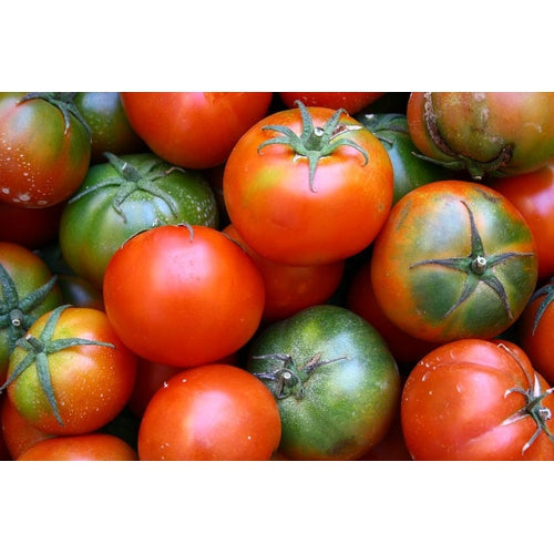 TOMATO 'Tropic' - Boondie Seeds