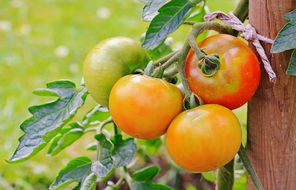 TOMATO 'Break O'Day' seeds