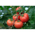 TOMATO 'Burnley Gem Bush' - Boondie Seeds