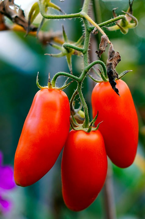 TOMATO 'San Marzano' seeds