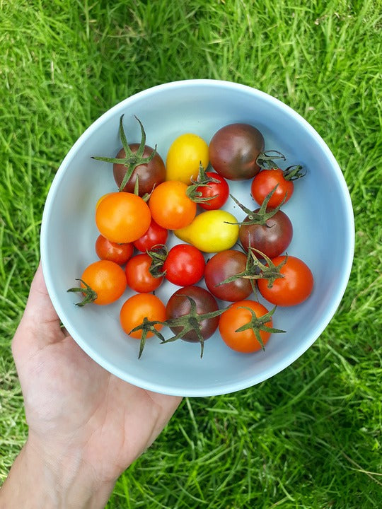 TOMATO 'Heirloom Cherry Mix' seeds