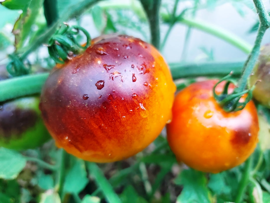 TOMATO 'Lucid Gem' seeds